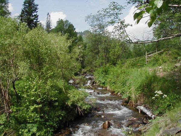 Ольга Цыцора