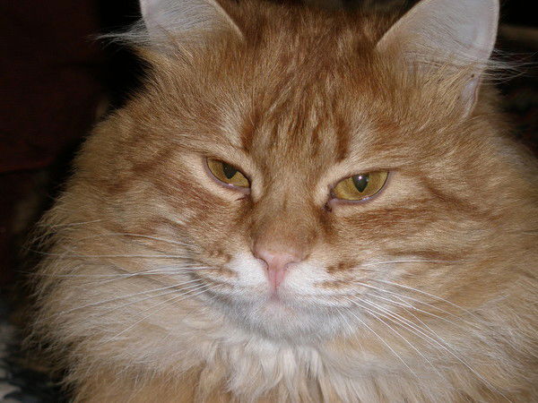 Николай Пинаев