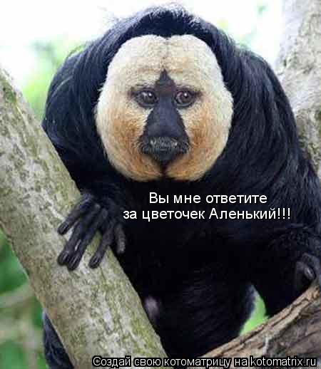 Тимофей Вицин