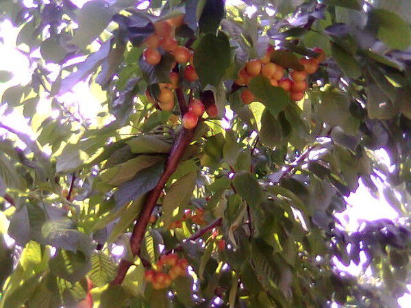 Елена Ануфрович