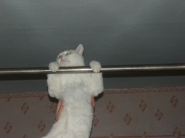 Алексей Шеханов