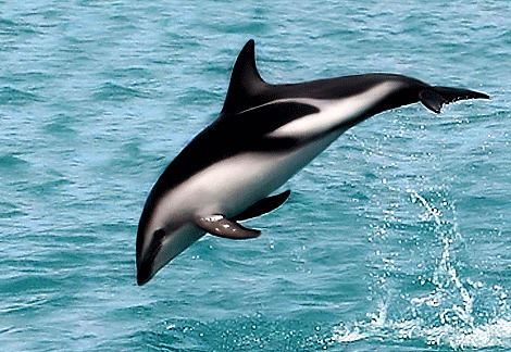 Алина Zf Лихачева