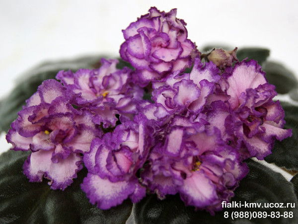 Кравченко Ирина