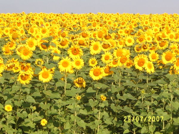 Володя Соломаха