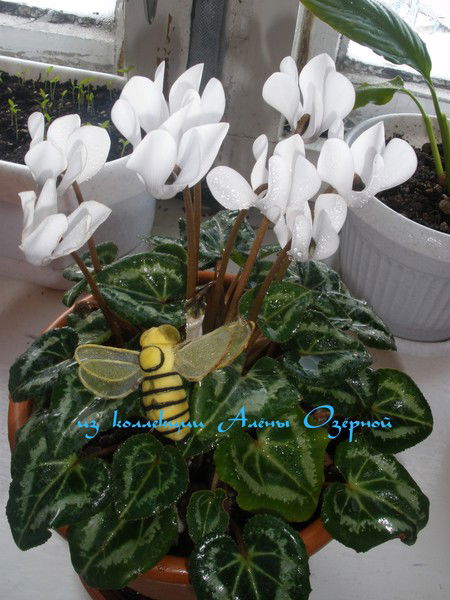 Алёна Озёрная