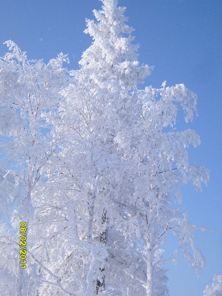 Светлана Сальникова