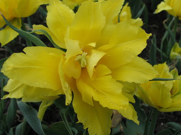 Ольга Ельцова