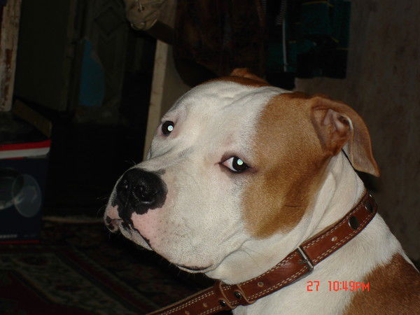 Владимир Шимков