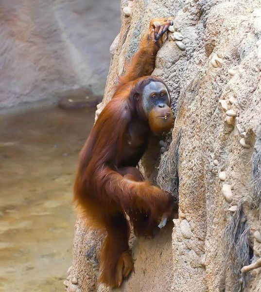 Виктор Шевченко