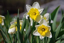 Елена Фортунатова