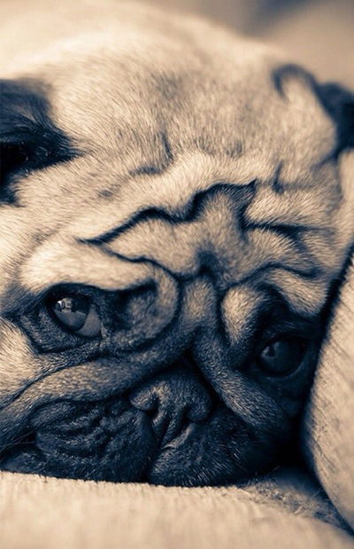 Евгения Малинка