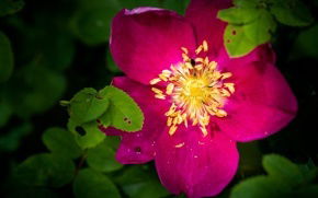 Елена Ворошилова