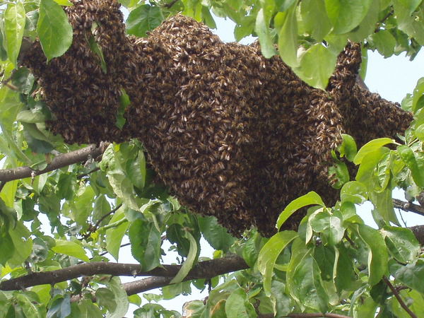 Павел Матросов