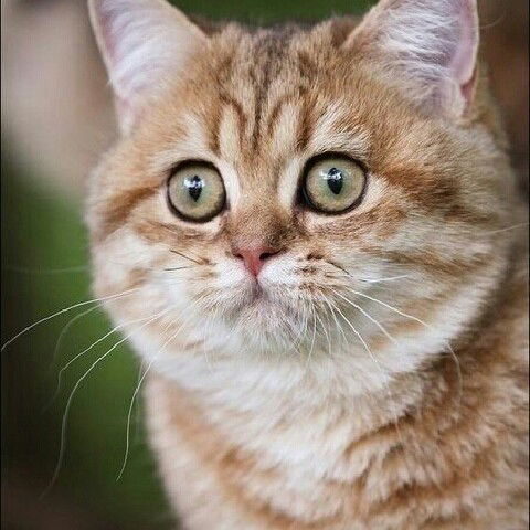 Світлана Бех