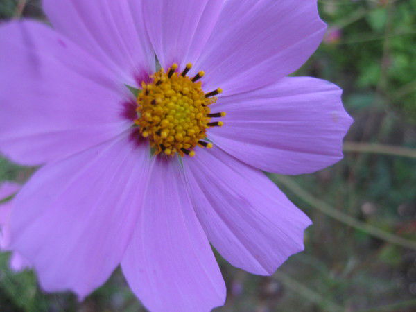 Надежда Григорьевна