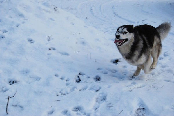 Николай Куприянов