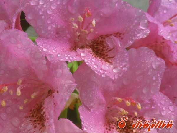 Марина Ширина