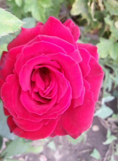 Мария Первакова