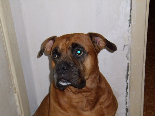 Николай Дзагания