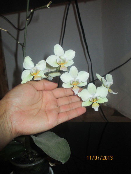 Асель Алмухаметова