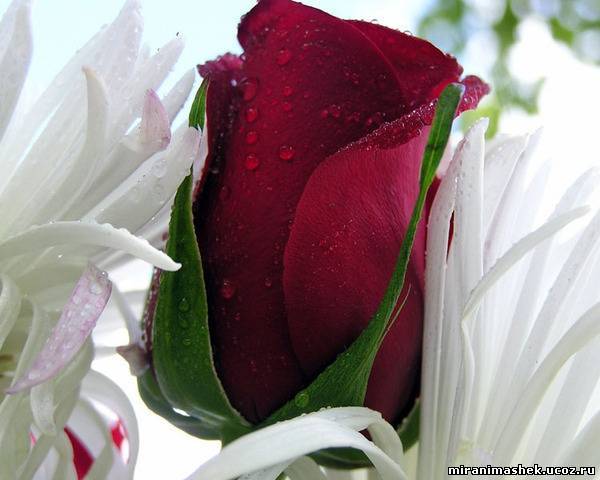 Юлия Цапарина