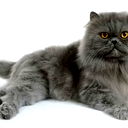 Елена Москалик