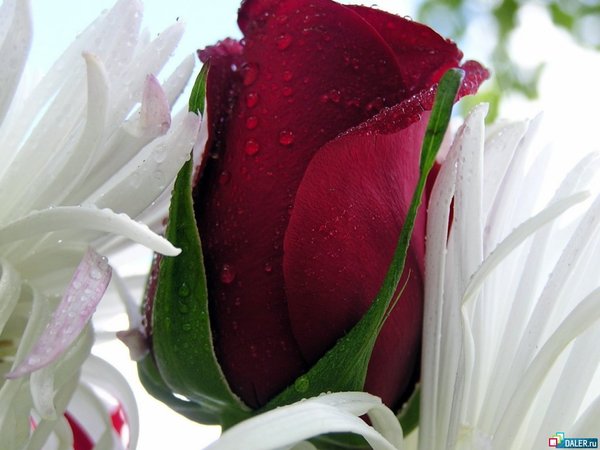 Тома Комарова