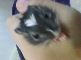 Антон Докуков