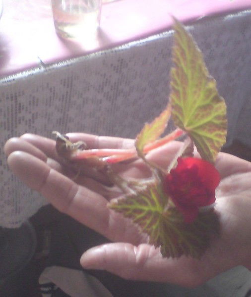 Елена Тимофеева