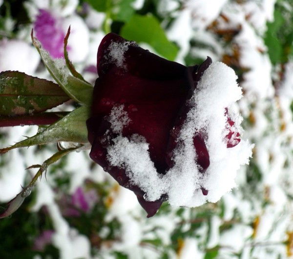 Марина Шестовских