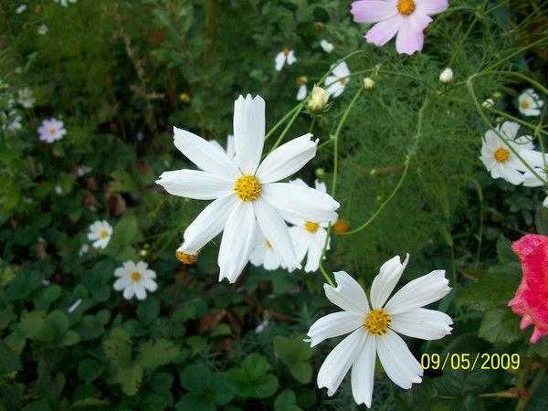 Елена Байсара