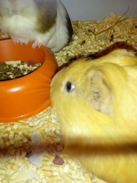 Дмитрий Анисимов