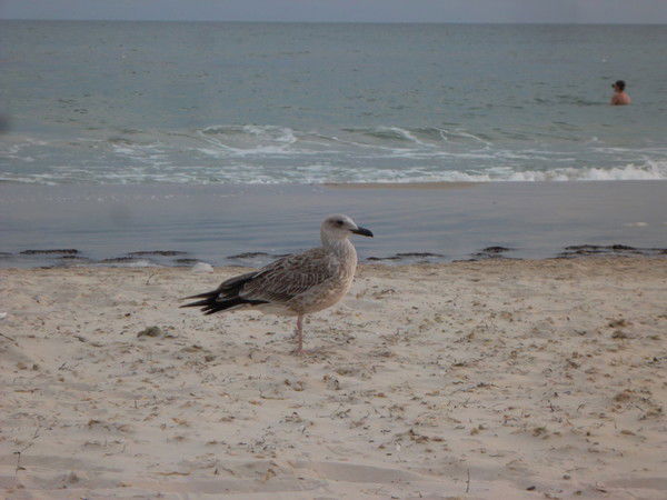 Елена Ступак