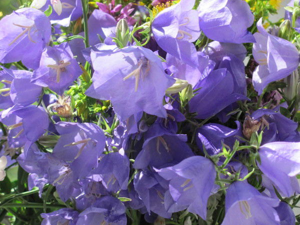 Виктория Ильина