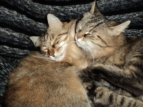 Татьяна Теплова