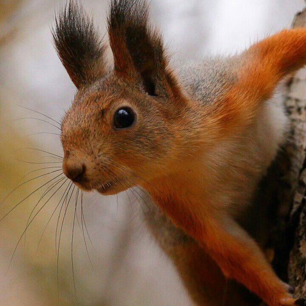 Елена Каткова