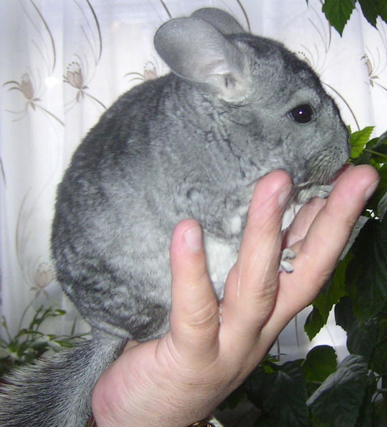 Оксана Струкова