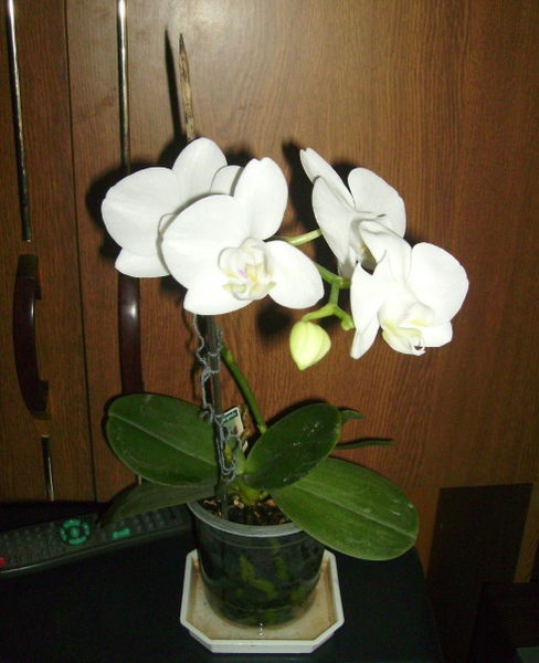 Наташа Сергиевская