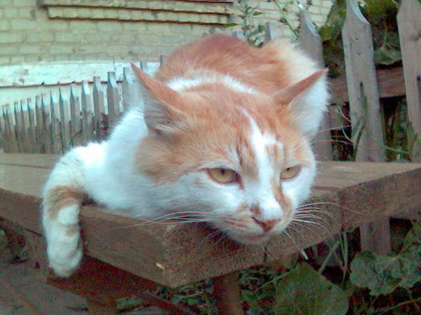 Сергей Тимонов