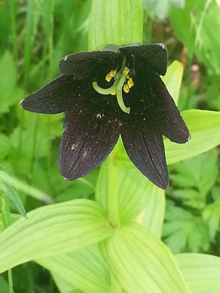 Елена Штоколова