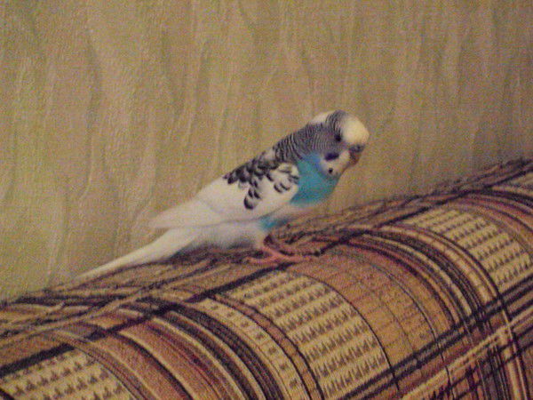 Елена Лещева