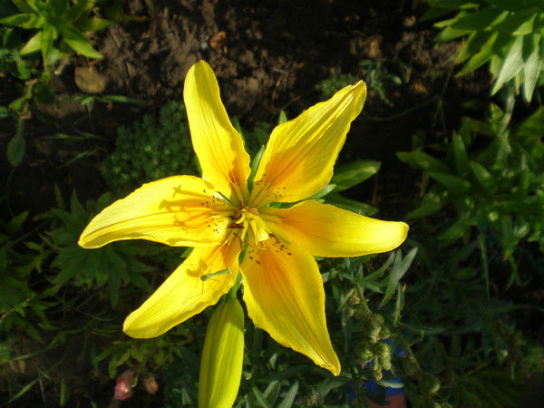 Эльза Шафикова