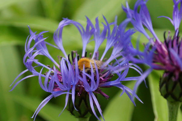 Ирина Хведелидзе