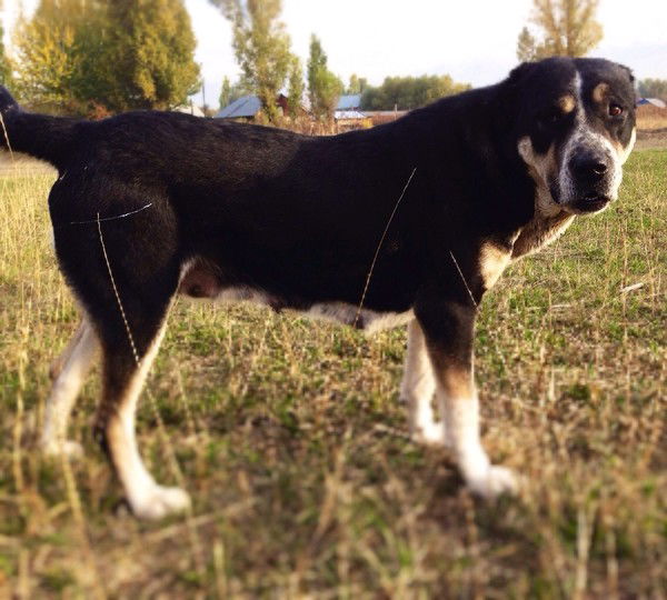 Айбек Кылыш