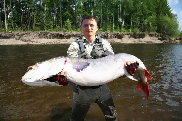 Владимир Ветчинов