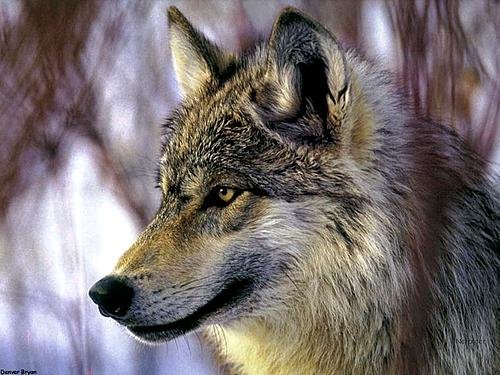 Андрей Ермолов