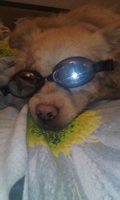 Ева Мещерякова