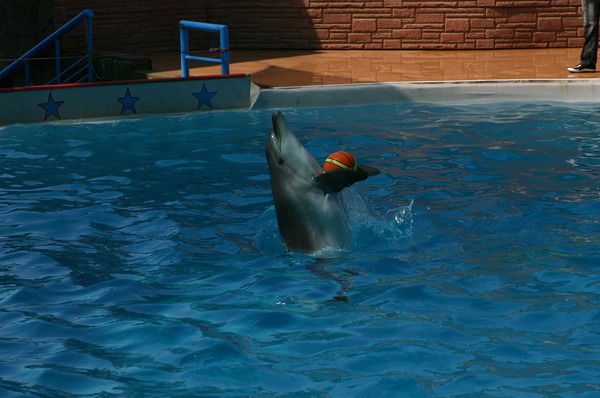 Юлия Алексеева