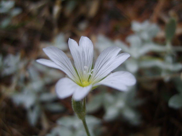 Петр Бубович