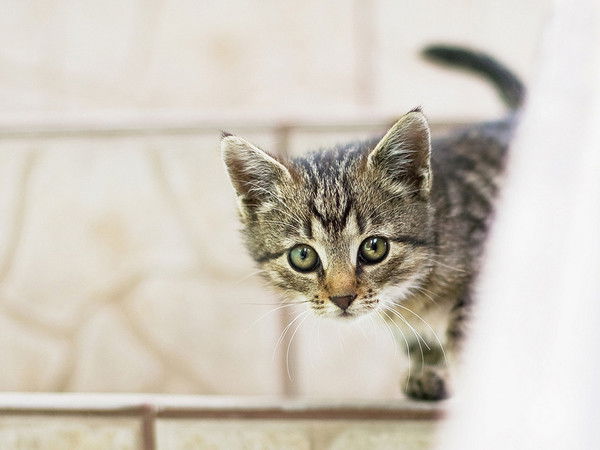 Ольга Головцова